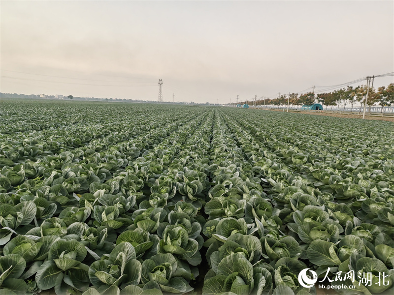 潘家湾镇十里蔬菜长廊。人民网记者 郭婷婷摄