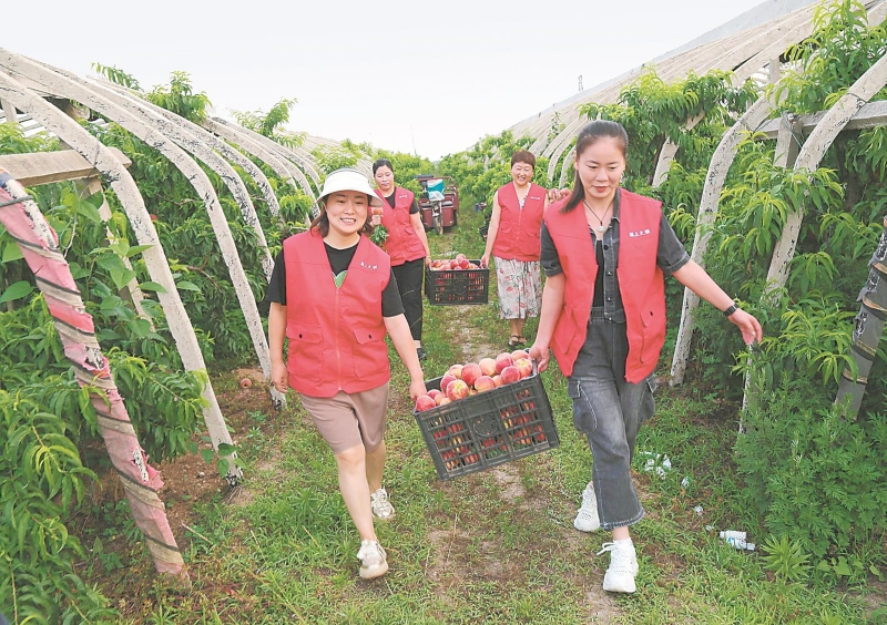 6月11日,颍上县文艺志愿者到十八里铺镇张王庄村桃园开展志愿服务活动,志愿者们以“公益+助农”模式,集中采购桃子,帮助果户拓销农产品。.jpg 6月11日,颍上县文艺志愿者到十八里铺镇张王庄村桃园开展志愿服务活动,志愿者们以“公益+助农”模式,集中采购桃子,帮助果户拓销农产品。.jpg