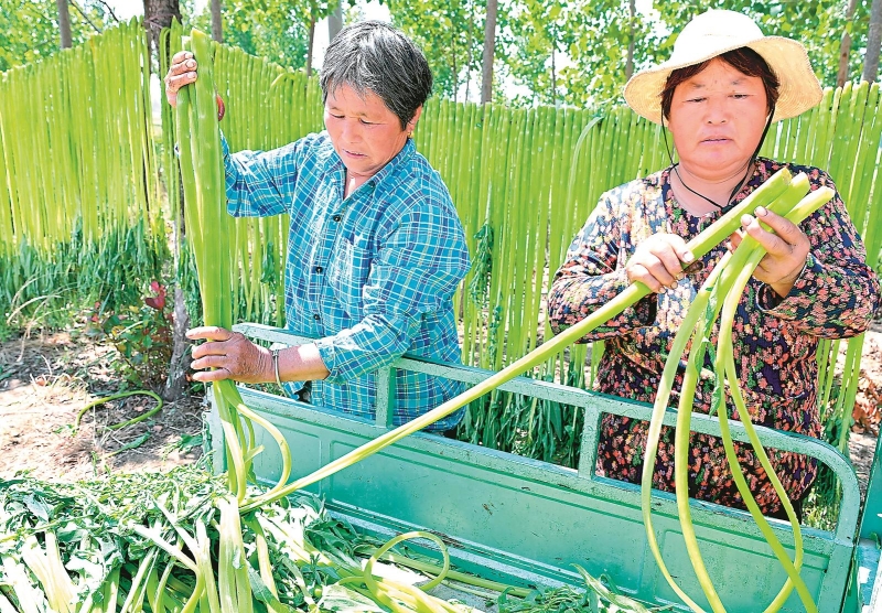 5月11日,在亳州市谯城沙土镇张竹园村,村民在晾晒刚采收的苔干。近年来,当地积极推行“一村一品”,大力发展特色农产品规模种植,让村民在家门口实现就业增收。.jpg 5月11日,在亳州市谯城沙土镇张竹园村,村民在晾晒刚采收的苔干。近年来,当地积极推行“一村一品”,大力发展特色农产品规模种植,让村民在家门口实现就业增收。.jpg